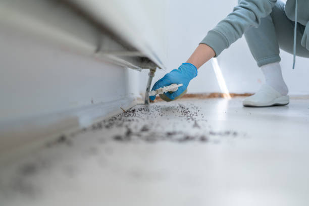 Wasp Removal Services in Ocean Shores, WA